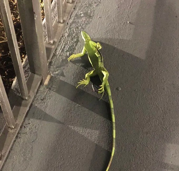 Frozen iguanas falling out of trees as icy weather hits Florida US