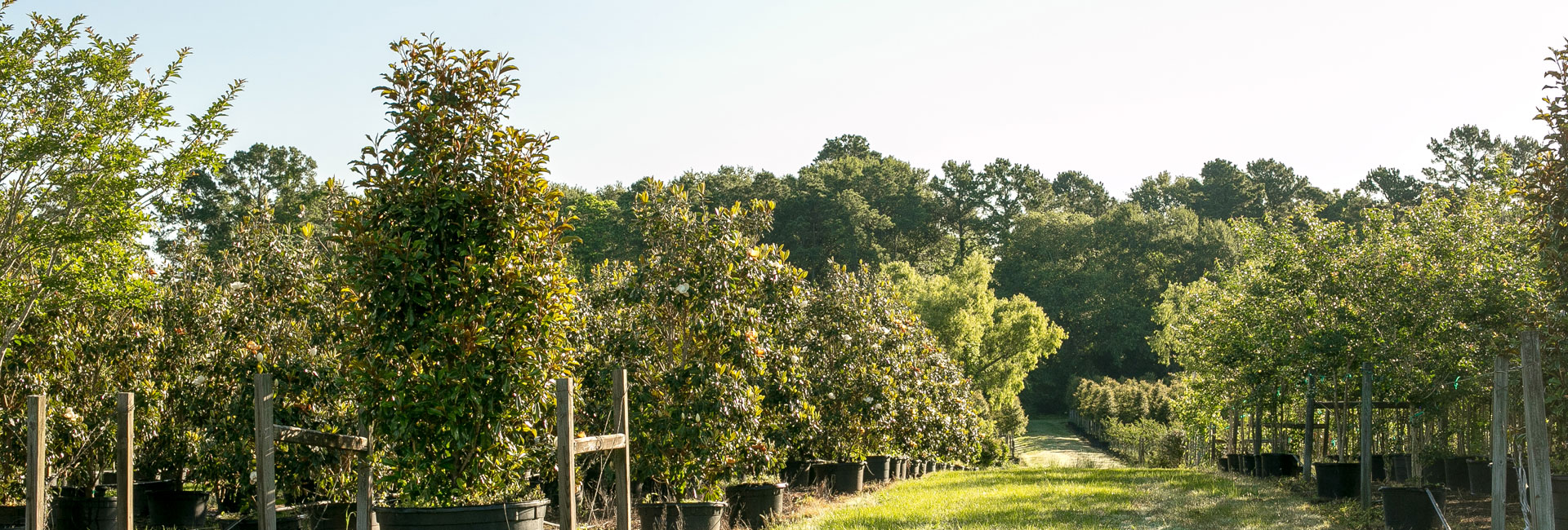 US Trees of Texas, Trees for Sale
