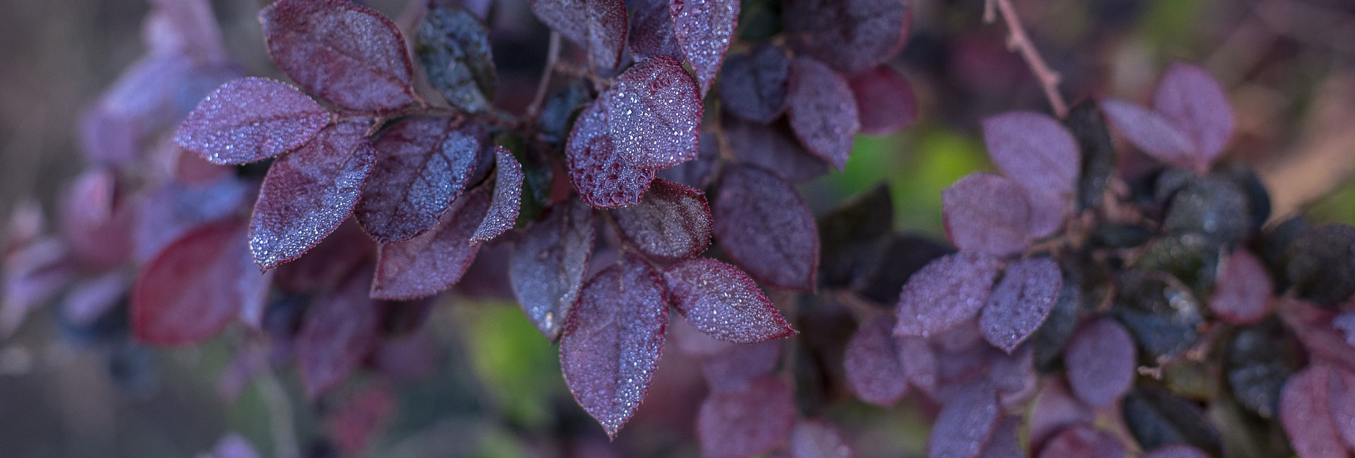 US Trees of Texas, Trees for Sale