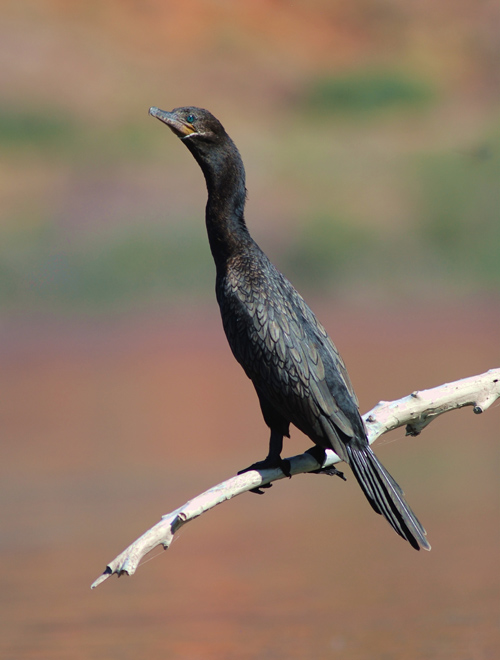 Neotropic Cormorant