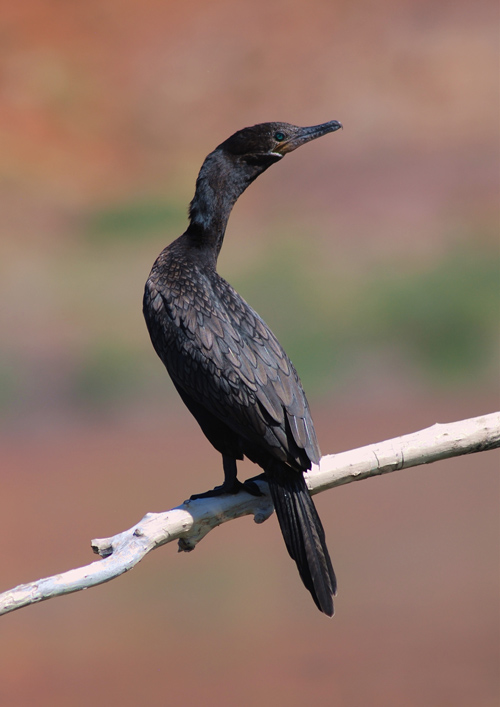 Neotropic Cormorant