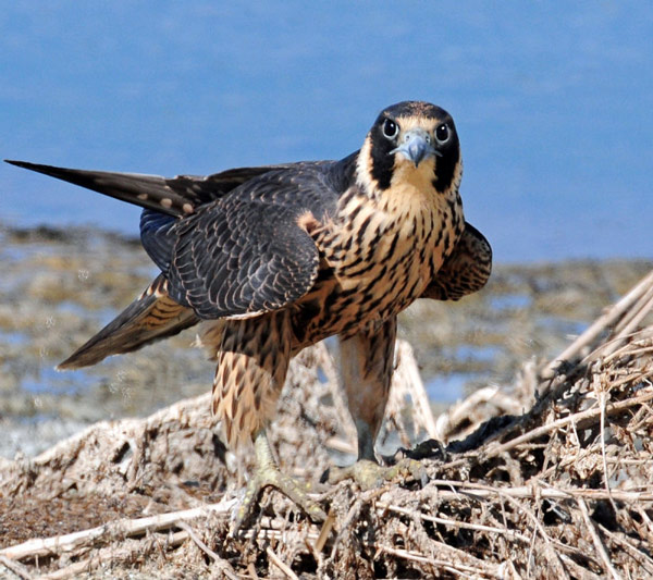 Peregrine Falcon
