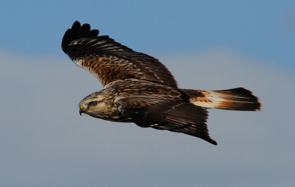 Roughlegged Hawk