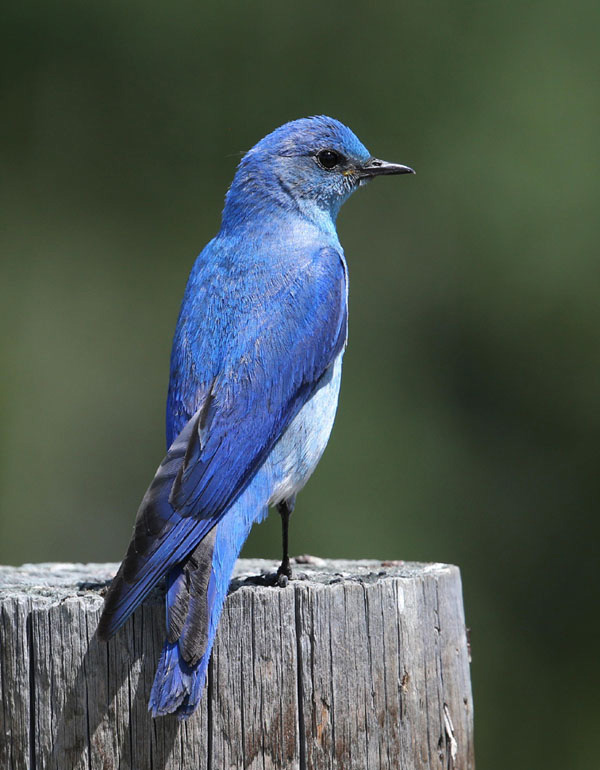 Mountain Bluebird