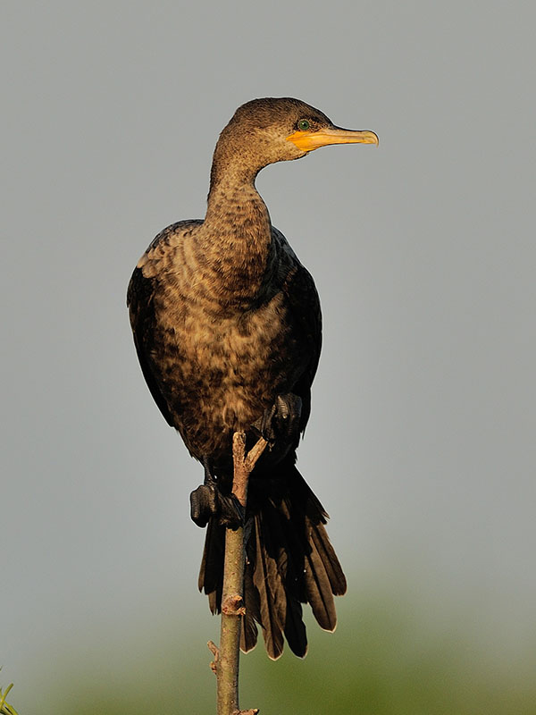 Neotropic Cormorant
