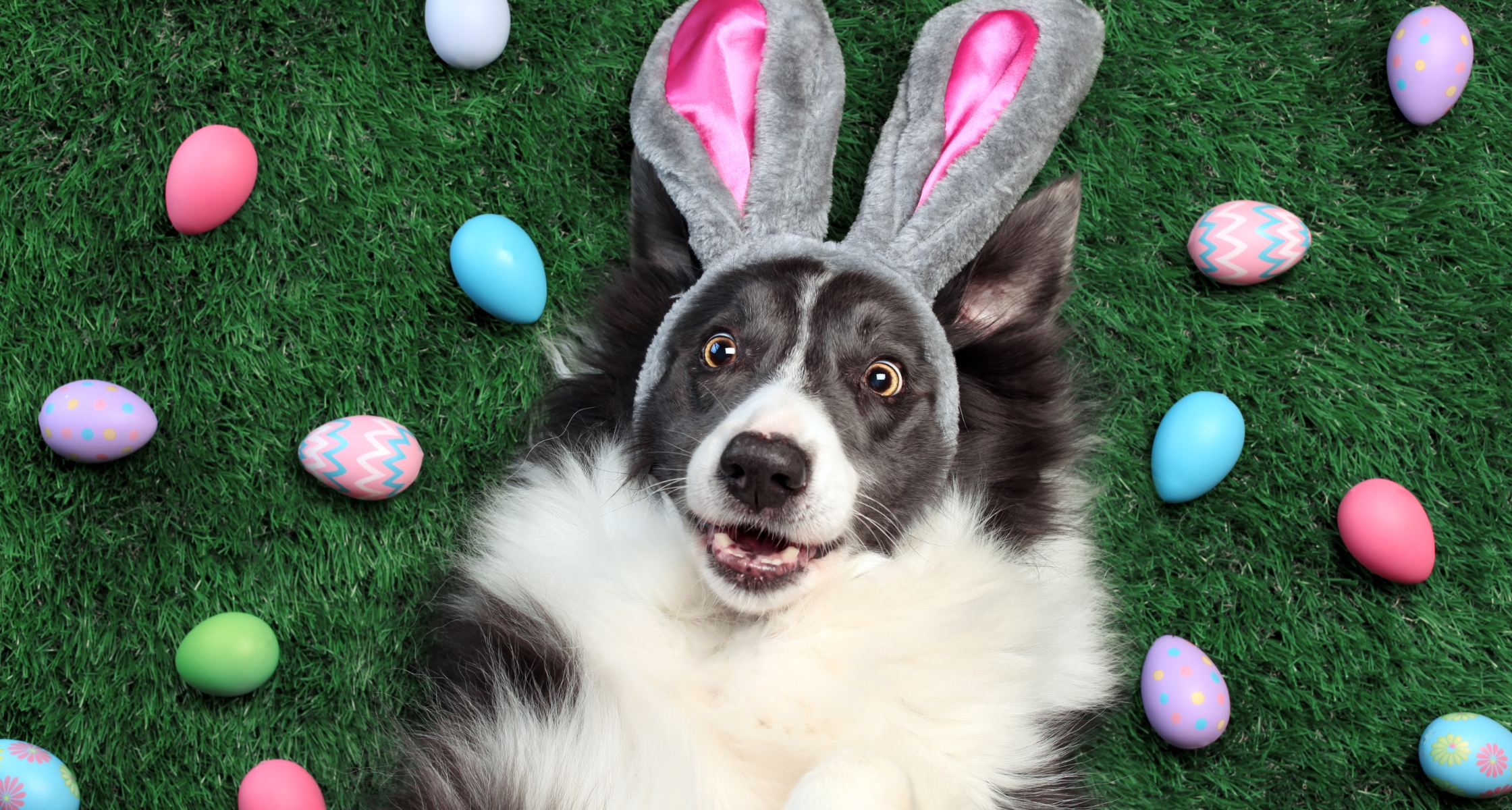 A “Hoppy” Holiday Easter Pet Safety Tips Humane Society of Utah