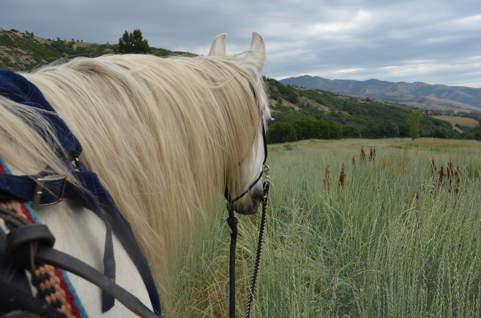 Utah Horse Properties All Horse Properties, All The Time.