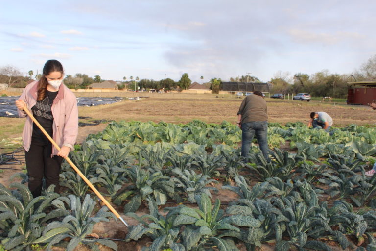 Farmers market goes online UTRGV