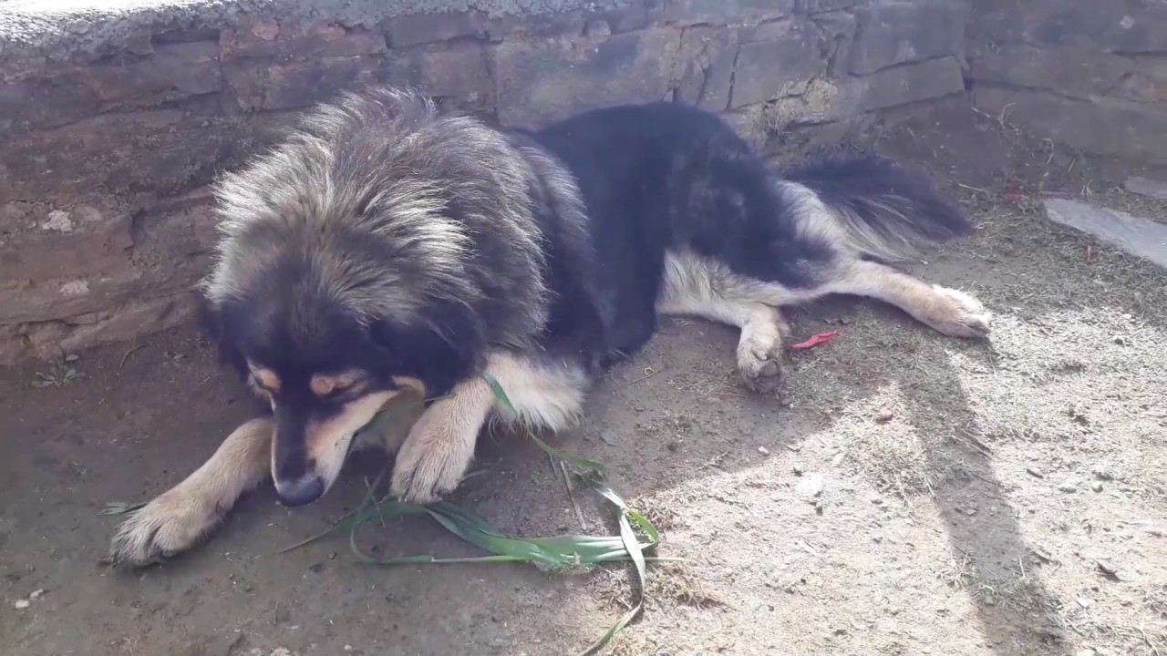Uttarakhand Birds & Animals