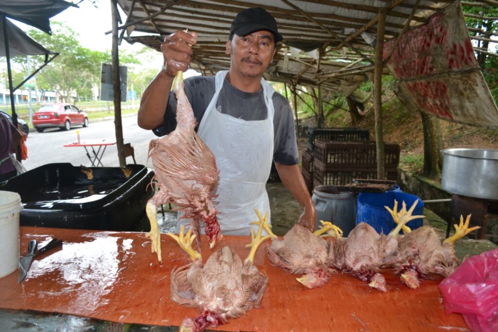 Import dedak mampu stabilkan harga ayam Utusan Digital
