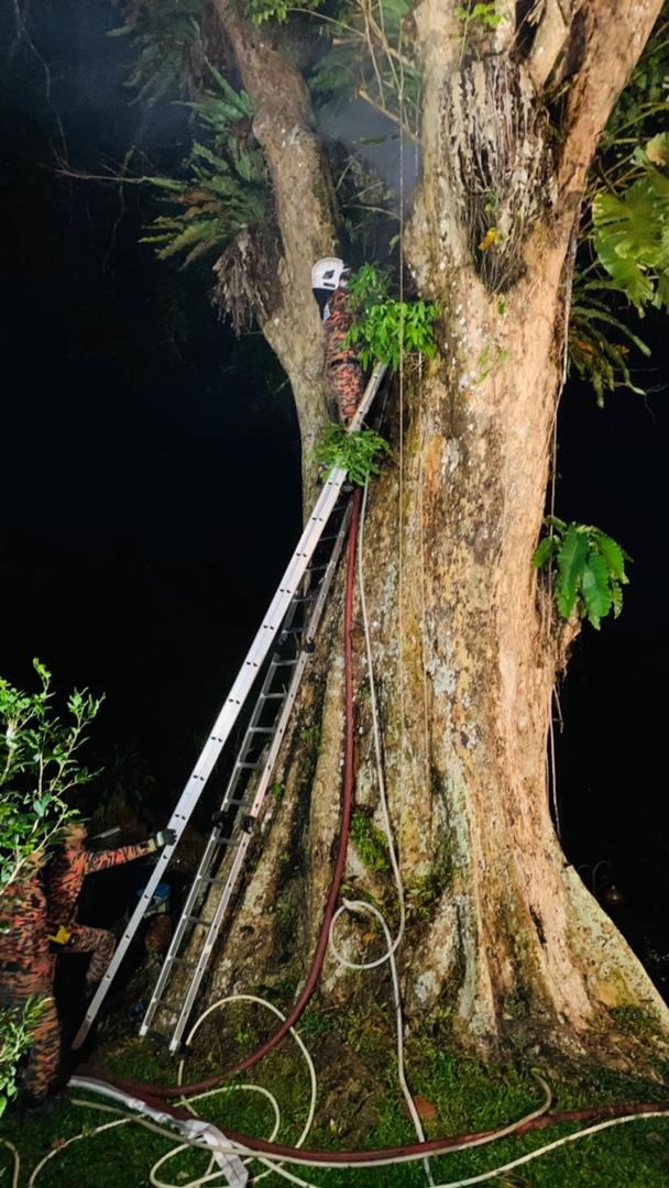 Panjat pokok, tebuk batang padam kebakaran pokok 100 tahun