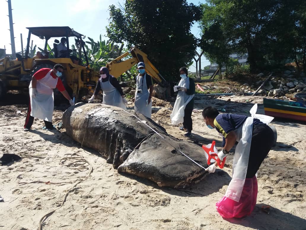 Yu paus 1.5 tan ditemukan mati dalam keadaan sirip