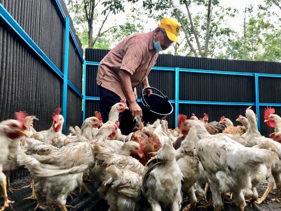 Cara Menternak Ayam Kampung