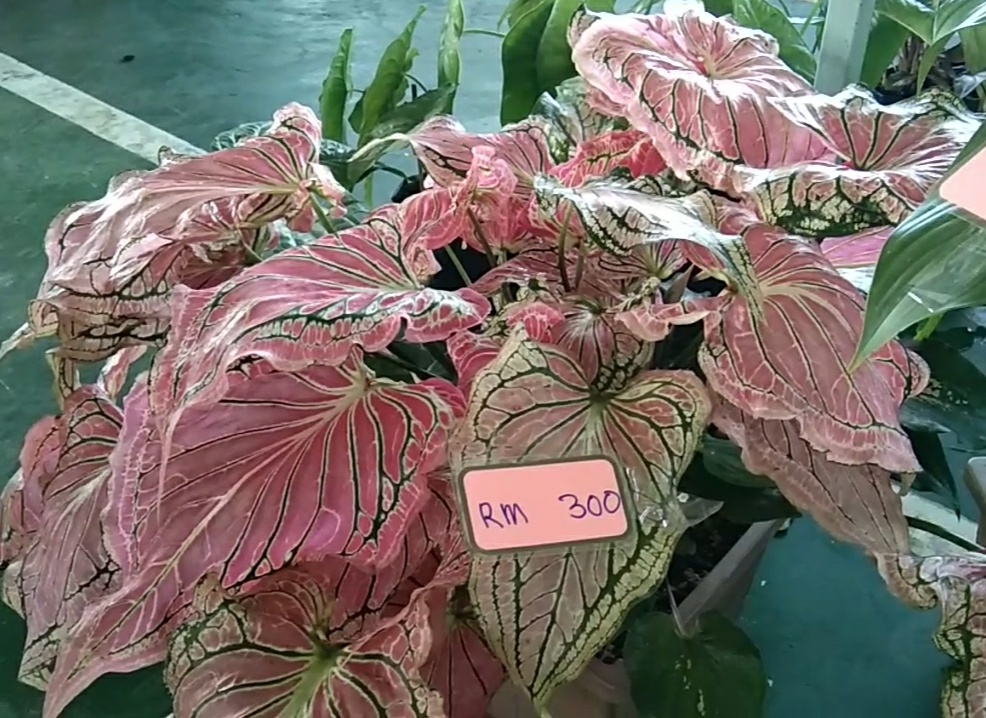 Jenis Jenis Bunga Keladi Di Malaysia Yuk Cari Tahu Tentang Keladi
