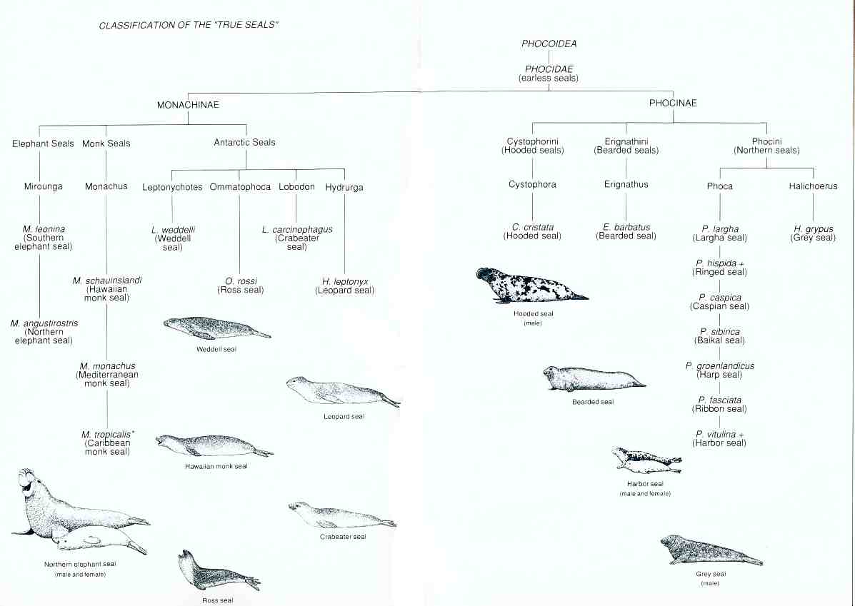 Phocidae; Halichoerus grypus; Focas Grises; Mirounga; Pagophilus