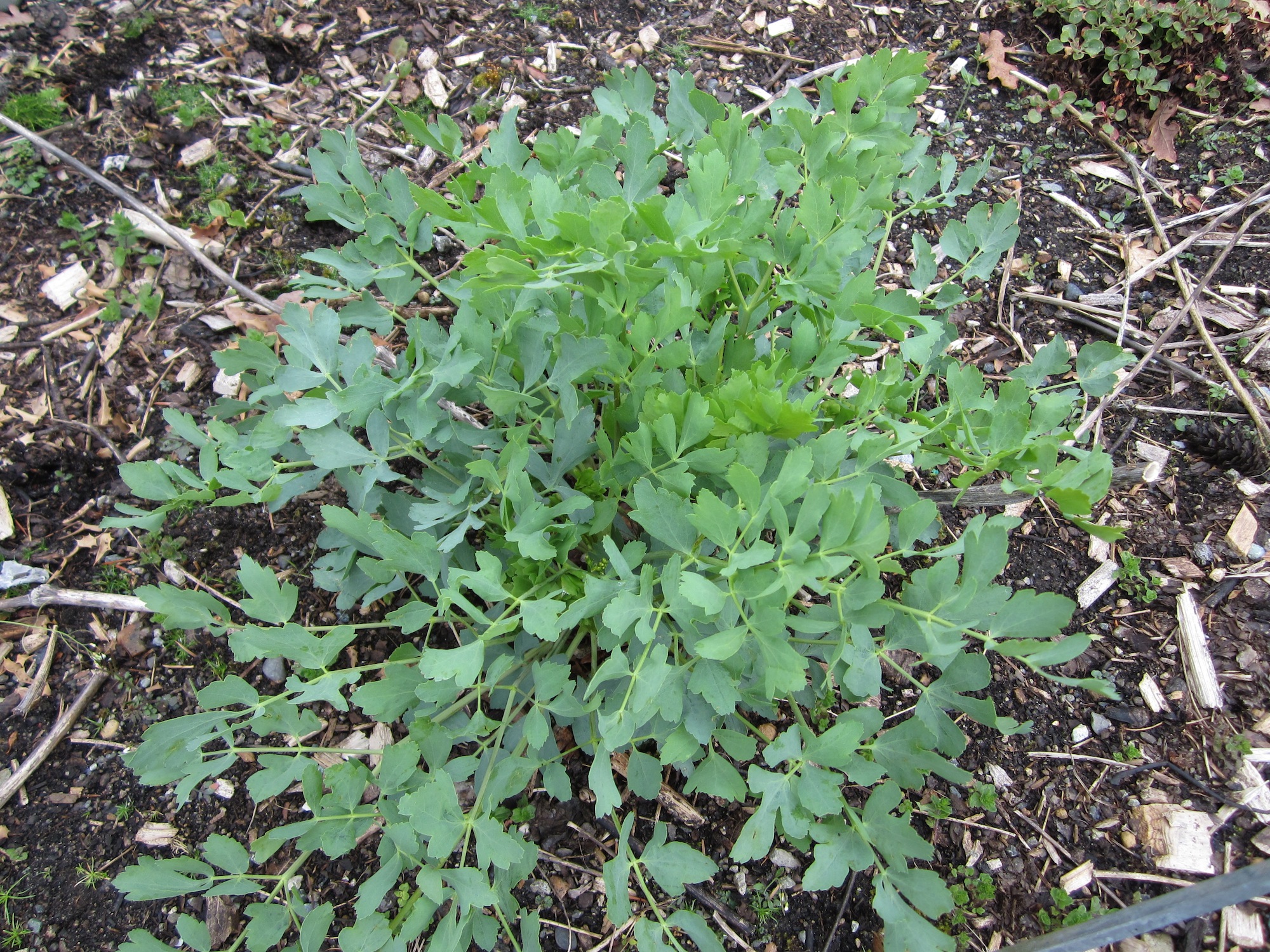 Lomatium etc. | UW Medicinal Herb Garden Blog