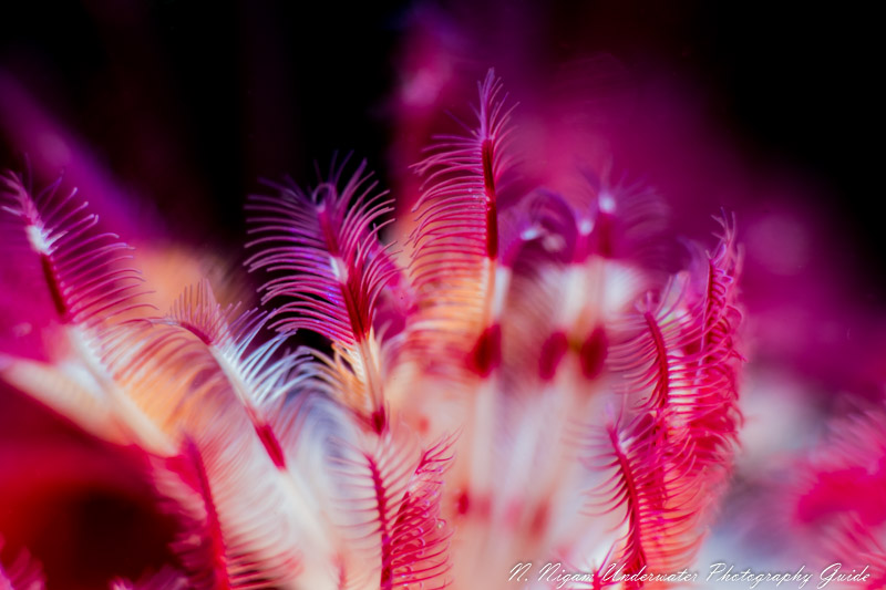 Sony RX100 VI Underwater Camera Review Underwater Photography Guide