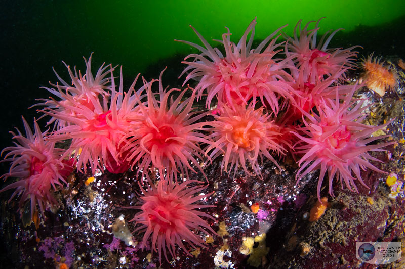 How High Can You Increase Your ISO? Underwater Photography Guide