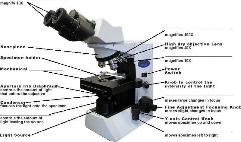Microbiology Lectures MOLB 2210