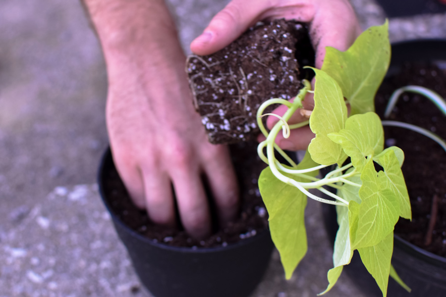 IMPORTANCE OF GETTING PLANT CONTAINERS IN BULK. V Maga