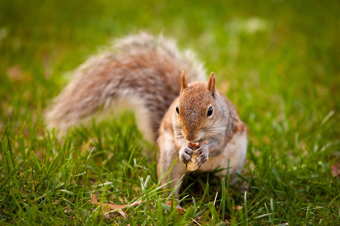 Professional Approaches to Squirrel Removal Safe and Humane Methods