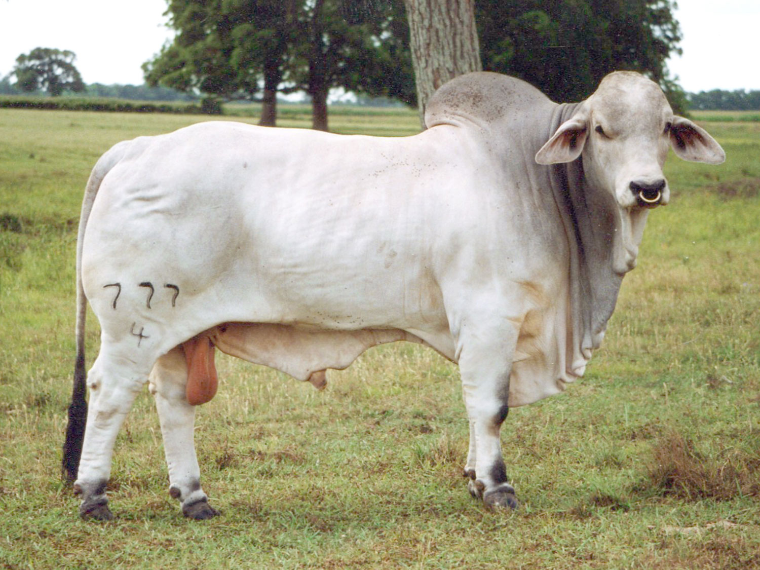 Mr. V8 756/7 "Megastroke" V8 Ranch — Brahman Cattle in Hungerford and