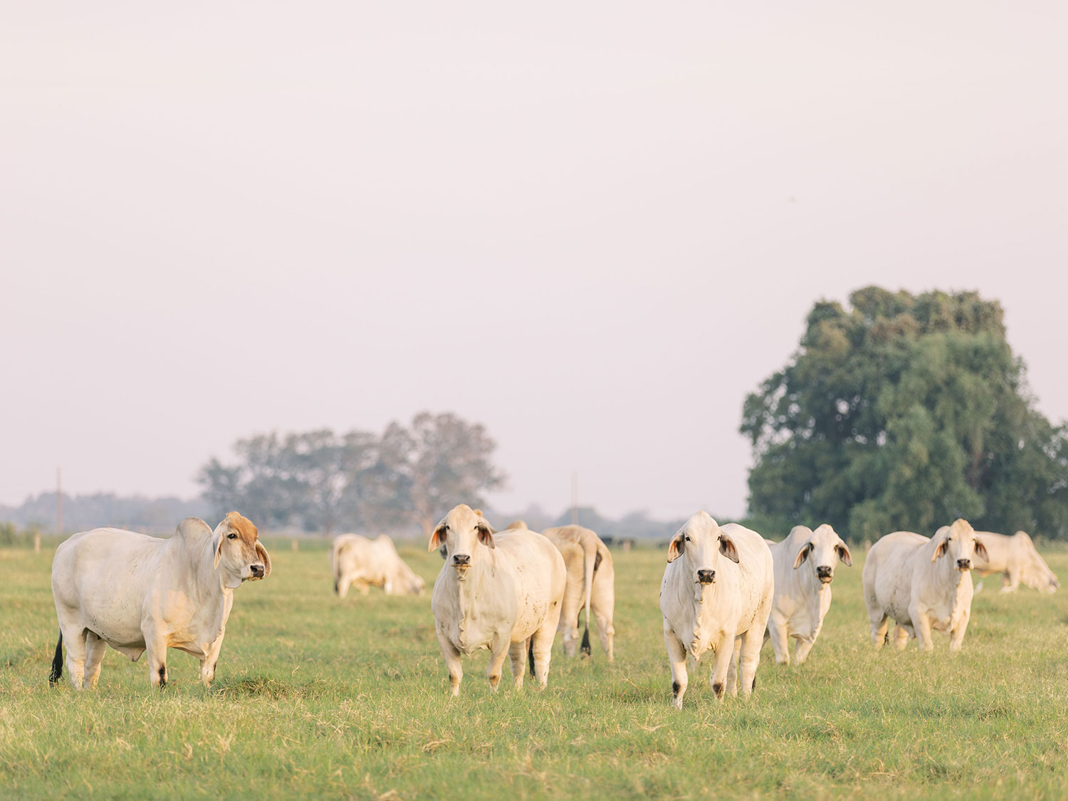 Discover V8 Ranch in Wharton County Texas One of the Top Brahman