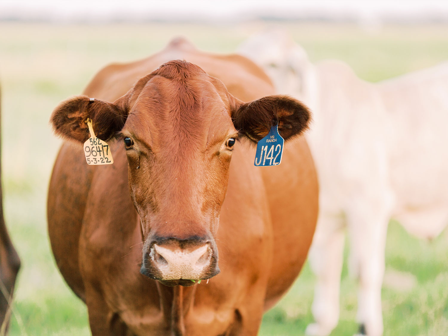 Need Ear Tags for Cattle? Tag Along with The Original V8 Ear Tag System