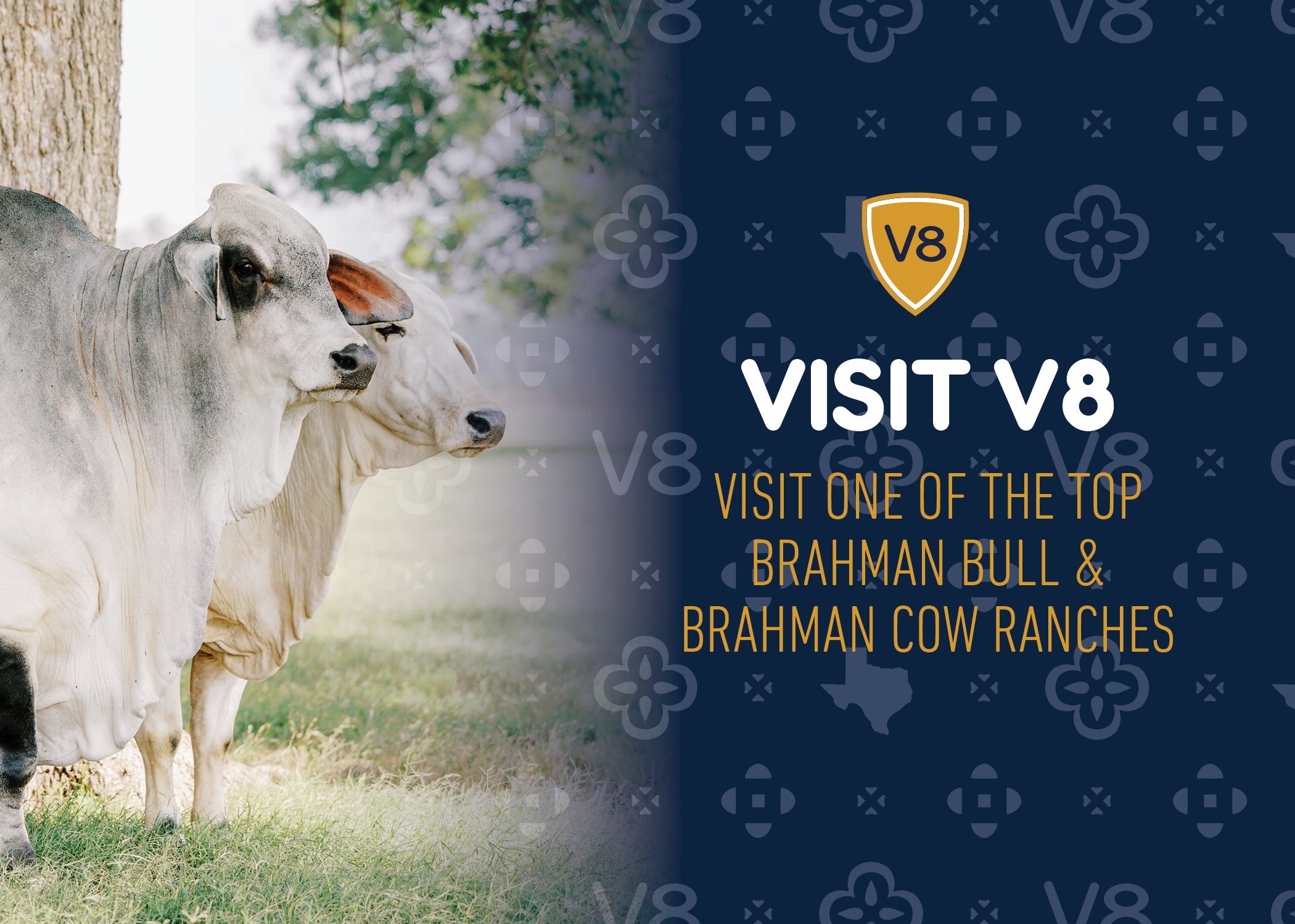 Visit A Top Brahman Bull & Brahman Cow Ranch V8 Ranch