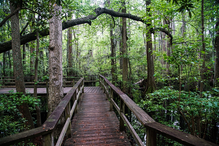 First Landing State Park Attraction Virginia Beach, VA