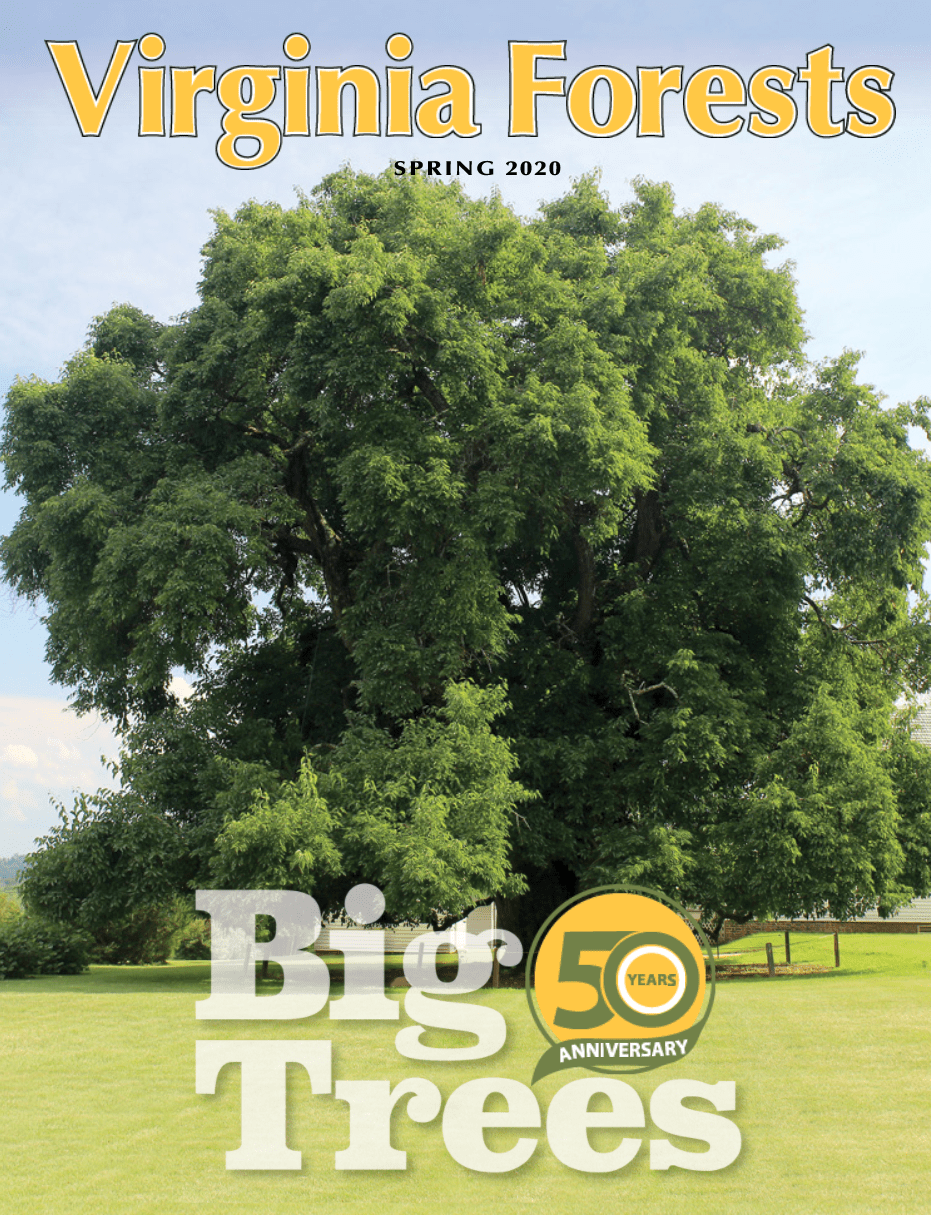 Virginia Forests Magazine