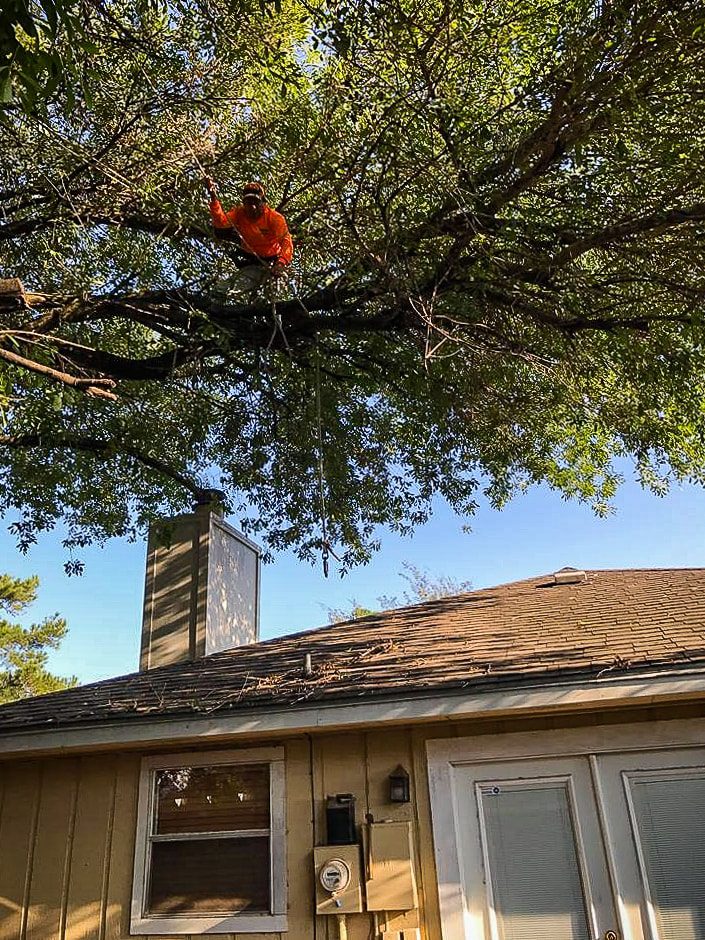 Tree pruning purpose and timing / Houston Tree Service Valerio's