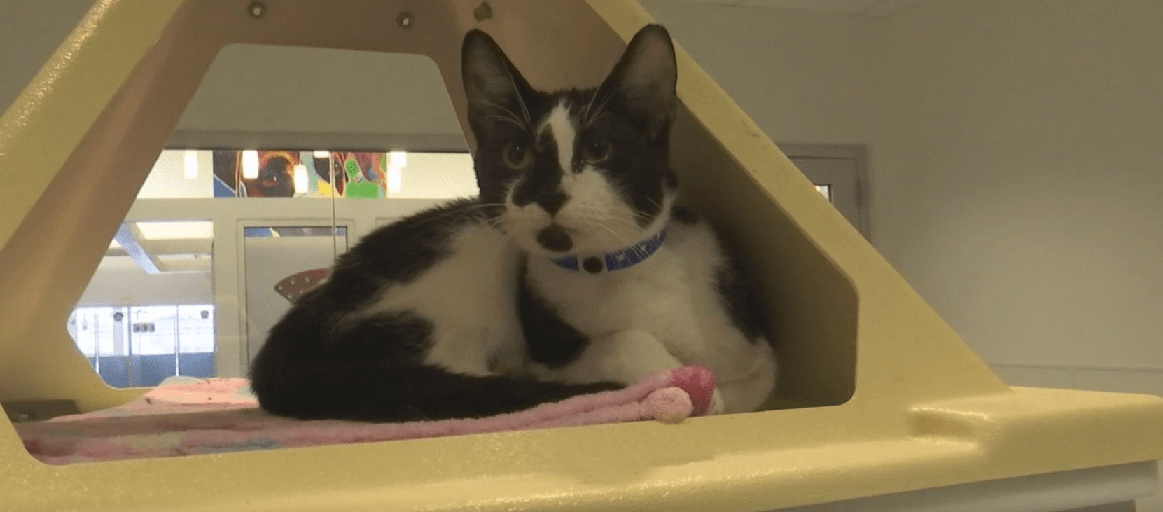 Cattastrophy overwhelms animal shelter KVEOTV