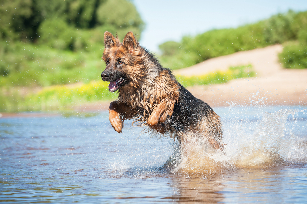 Pet Hydrotherapy FAQs Veterinarian Nutley Montclair Valley Animal