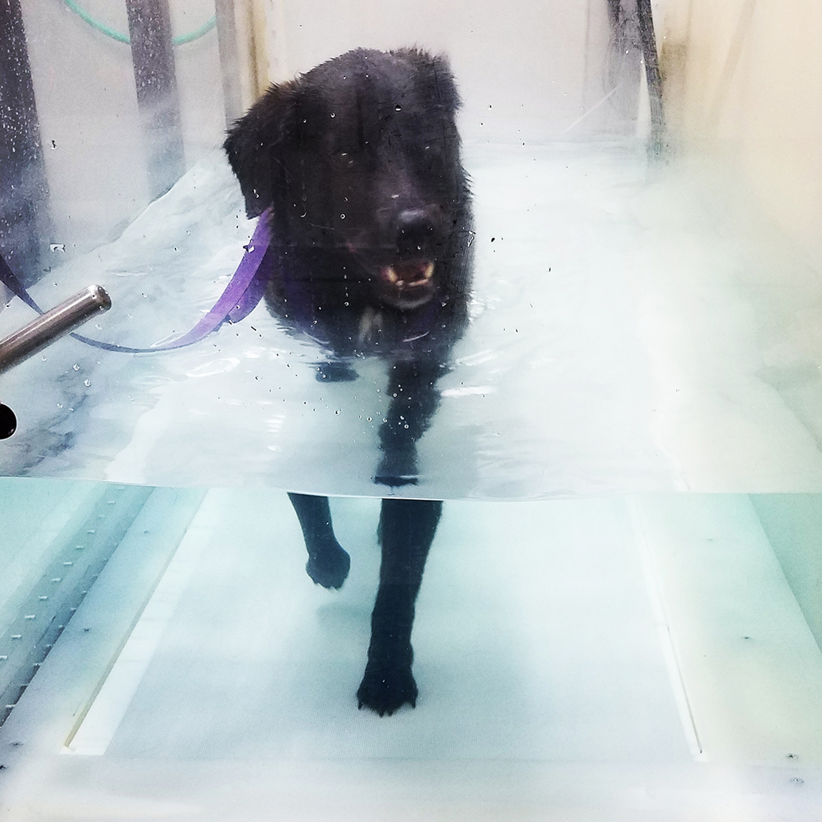 Valley Animal Hospital Veterinarian in Clifton, NJ US Pet