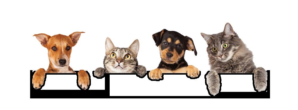 Valley Animal Hospital Clifton Veterinarian Valley Animal Hospital
