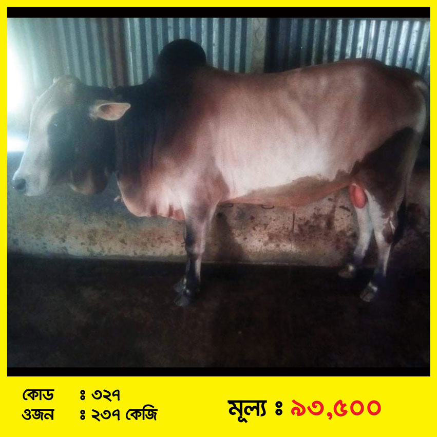 Code-327 » ভালোকিনি