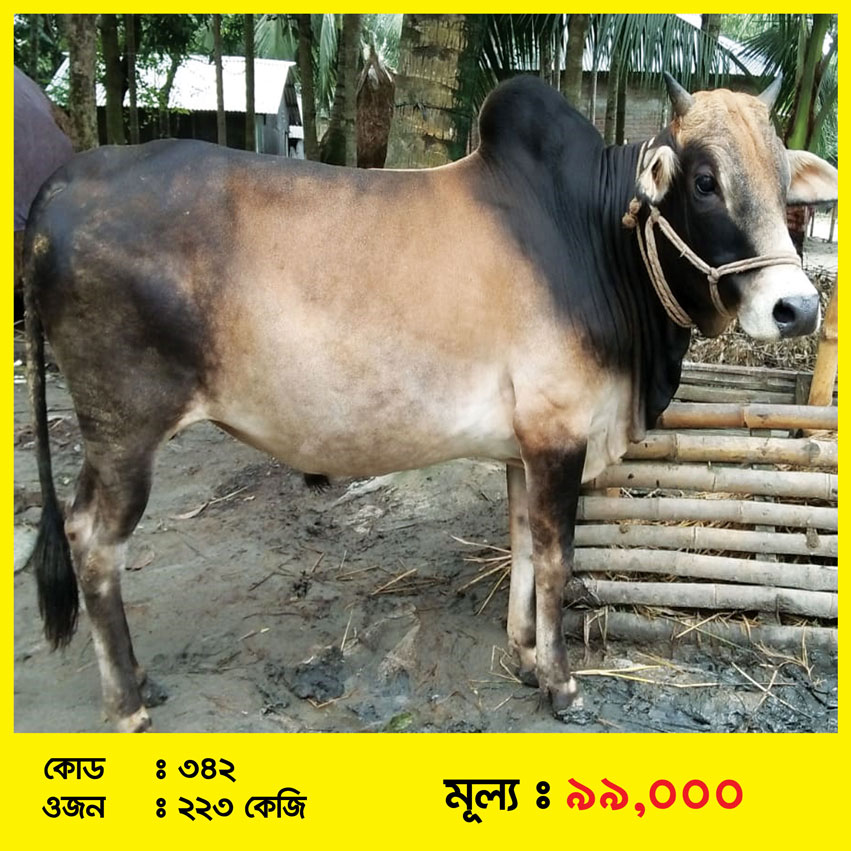 Code-342 » ভালোকিনি