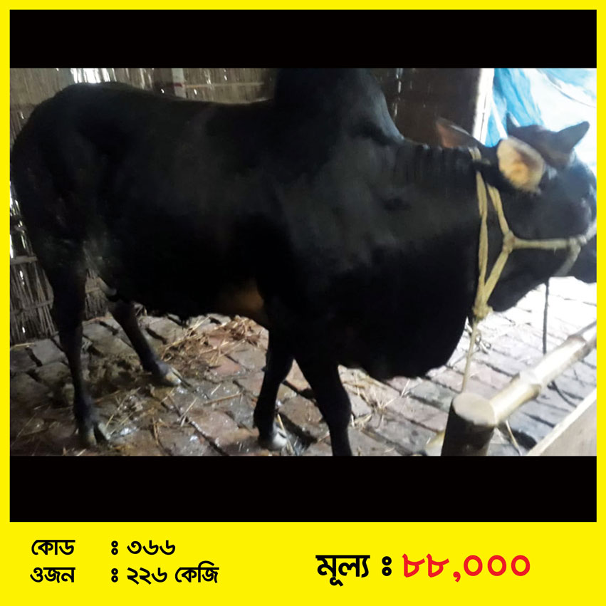 Code-366 » ভালোকিনি