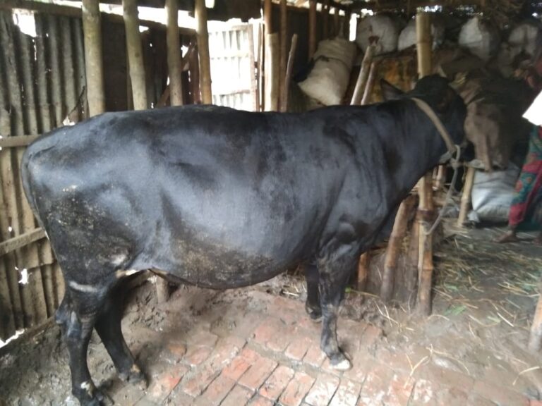 Code395 » ভালোকিনি