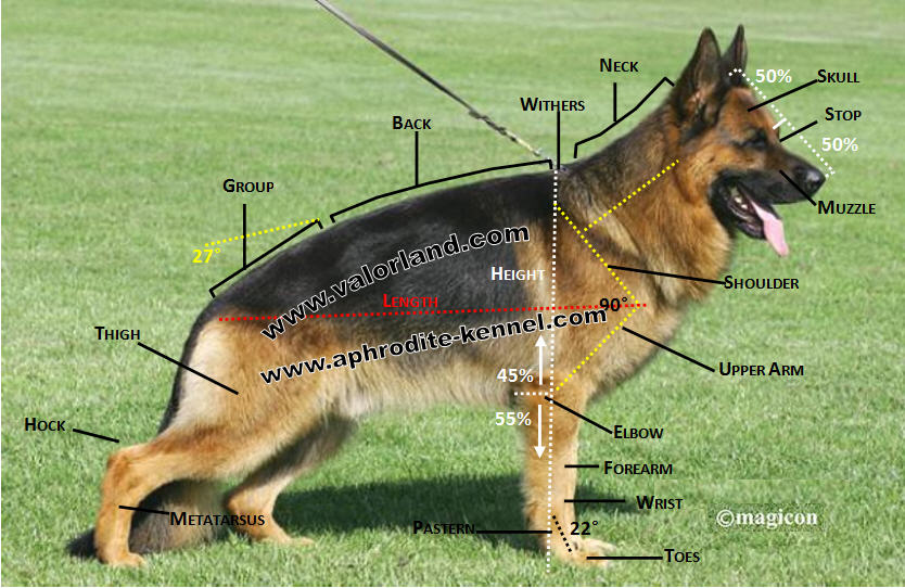 ValorLand German Shepherds