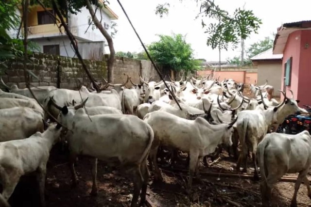 Leave Benue out of your plan to reintroduce cattle routes, Tiv Youth tells FG