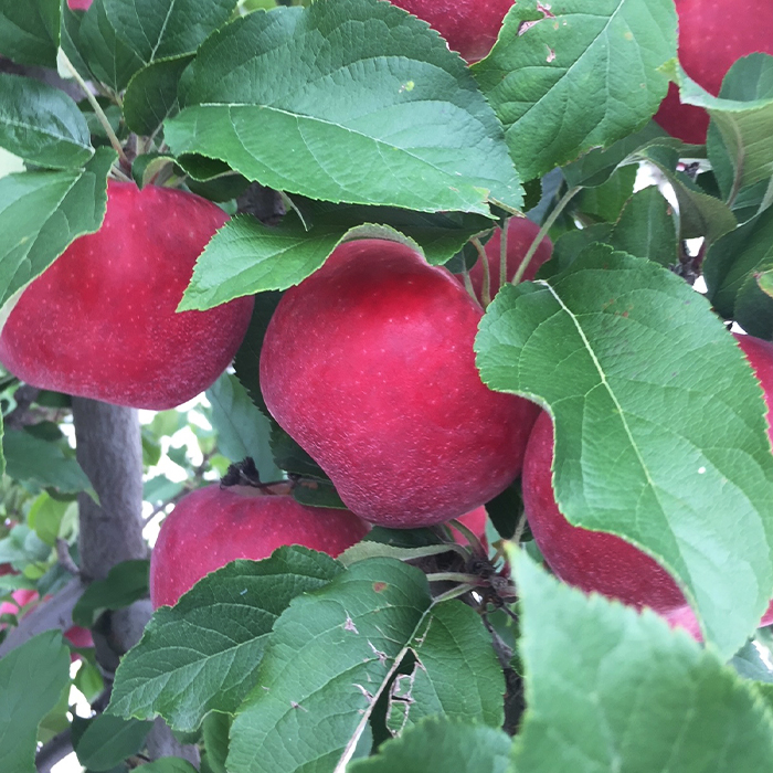 The Vanguard International Group — Crop Update New Zealand Apples and