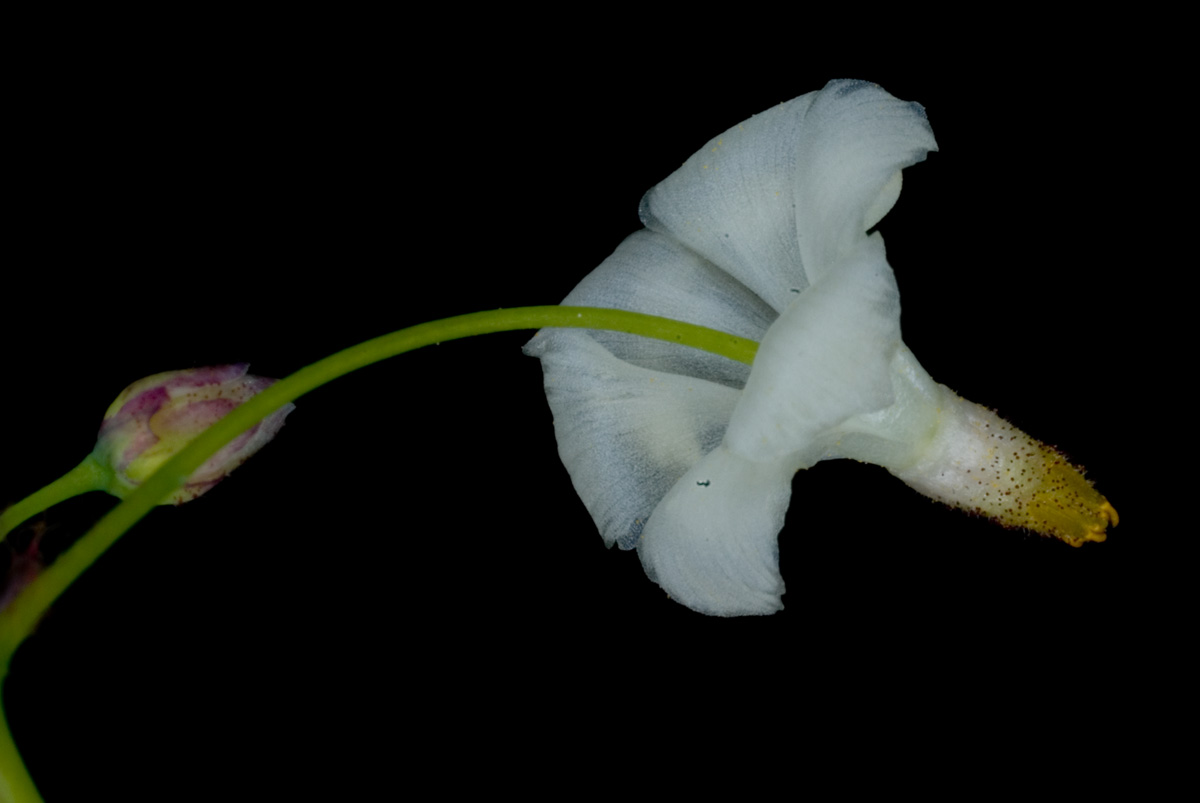 InsideOut Flower Vancouveria hexanadra