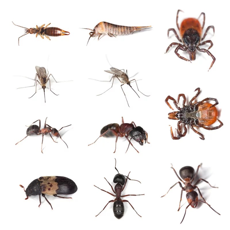 Crawling Insects Exterminator Service Brampton VPC