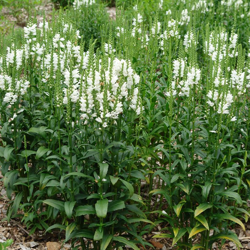 Miss Manners Obedient Plant Van Wilgen's Garden Center