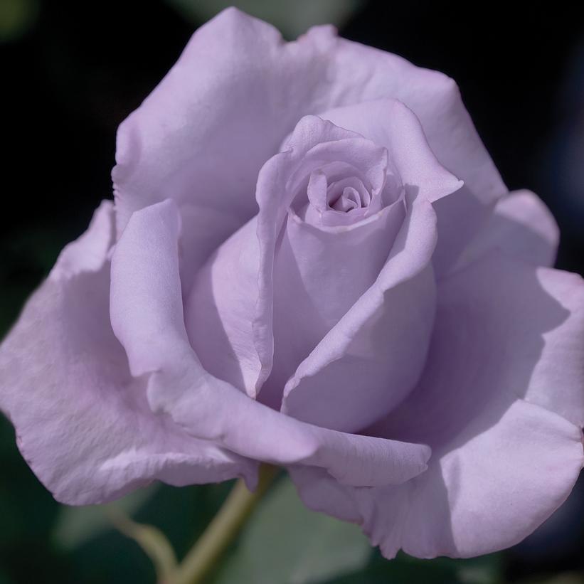 Blue Girl Hybrid Tea Rose Van Wilgen's Garden Center