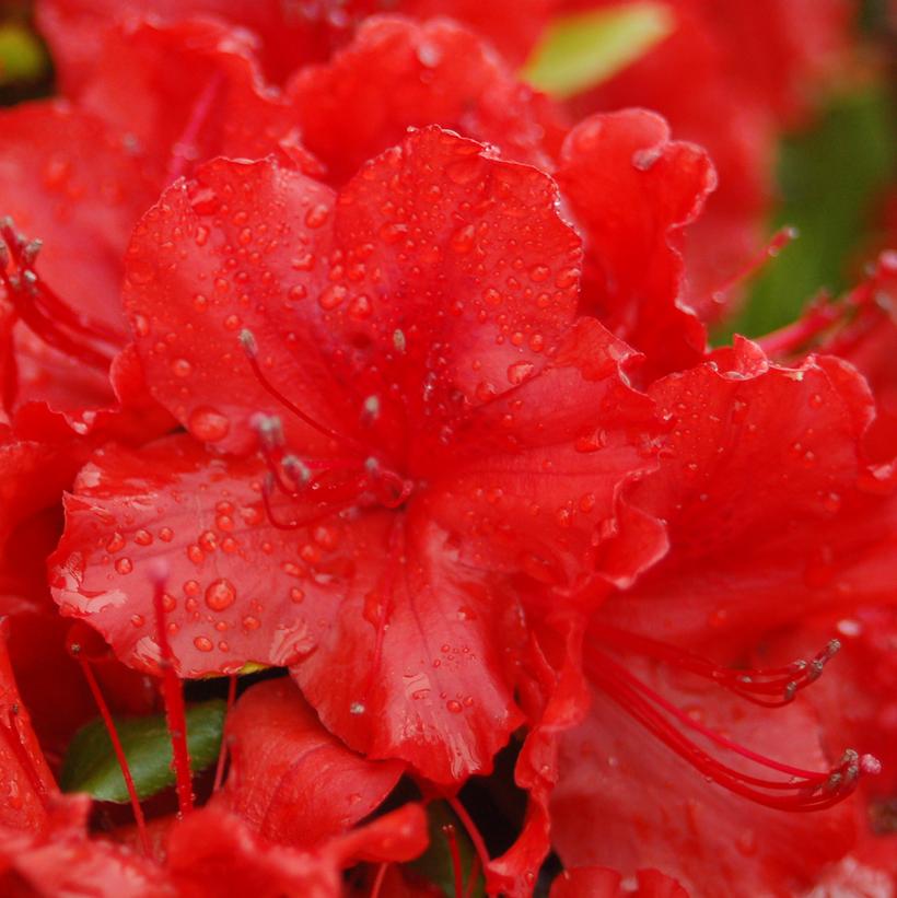 Girards Hot Shot Azalea Van Wilgen's Garden Center