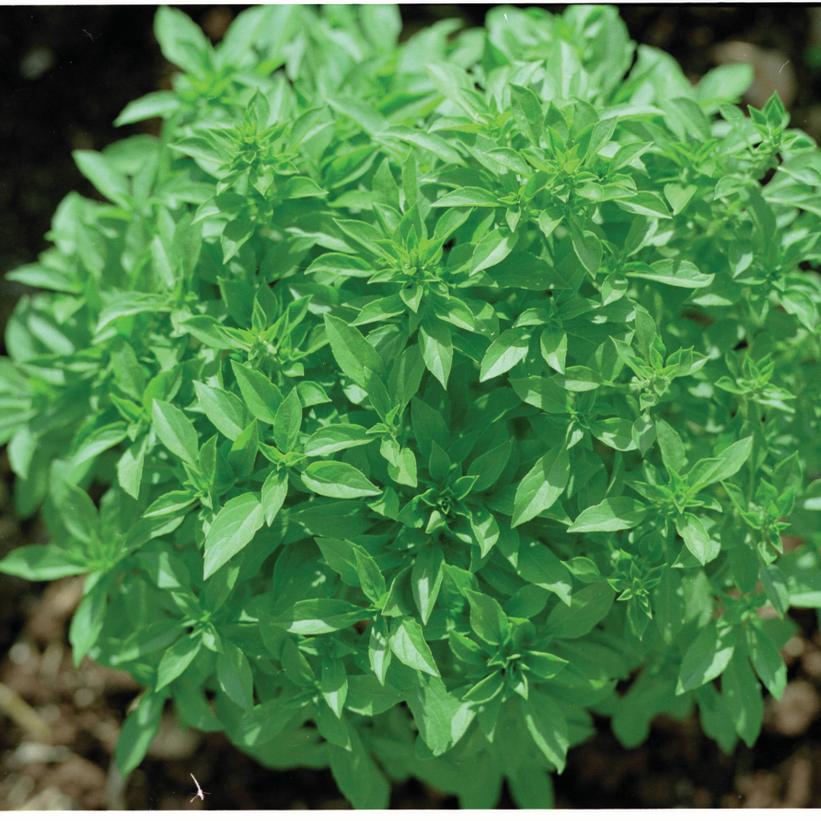 Greek Basil Van Wilgen's Garden Center