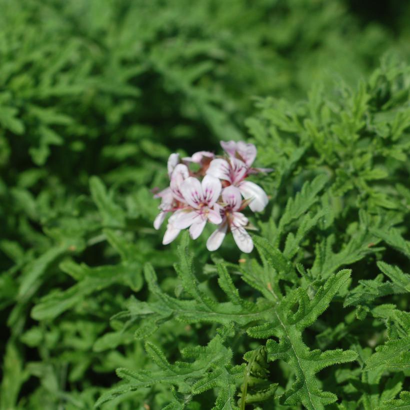 Candy Dancer Geranium Van Wilgen's Garden Center